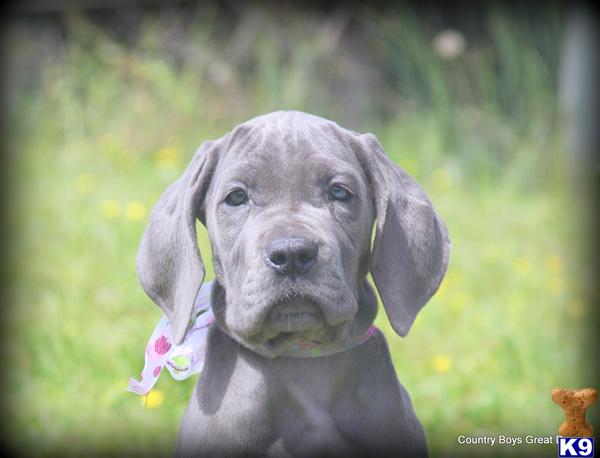 Gorgeous Full European Blue  Litter 