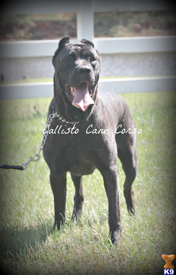Solid Black Cane Corso Adults