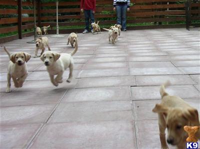 Family Companion Labs