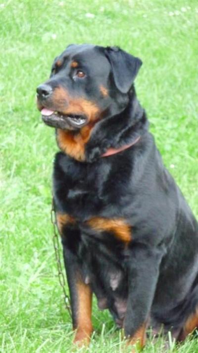 AKC CHAMPION GERMAN MALE PUP
