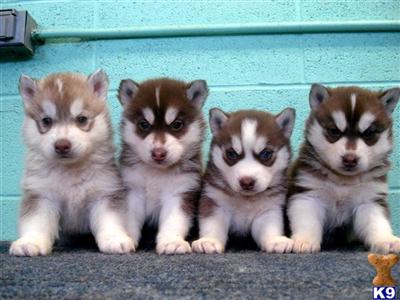 Lauradales Siberians