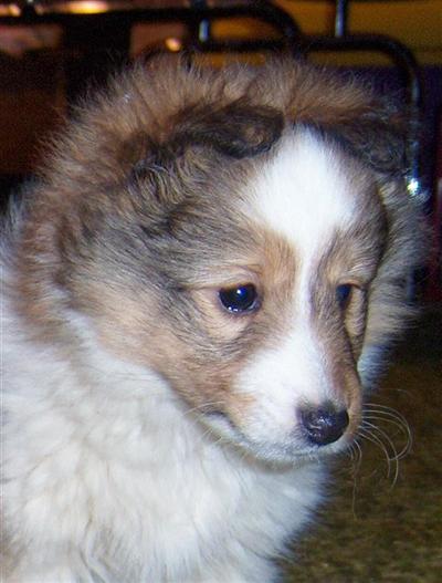 Gorgeous Sbl/Wh Female Faith