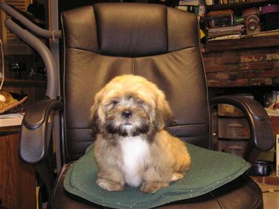 Lovely Pups Lhasa Apso