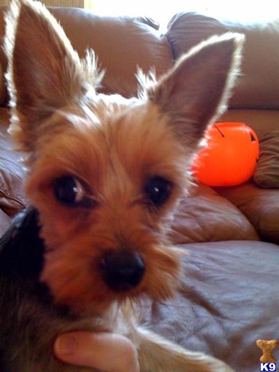 Lily
