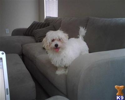 gizmo