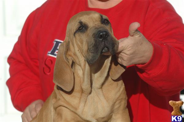 Lionsden Fila Brasileiro Pups, Champion Bloodlines  Brazilian Imports