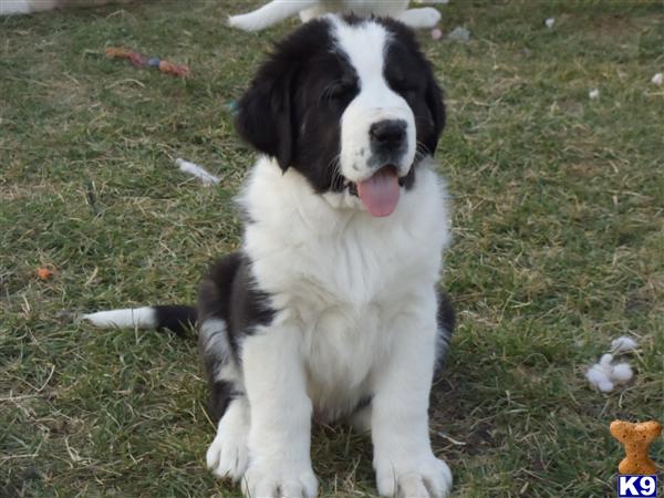 Central Asian Shepherd Puppies