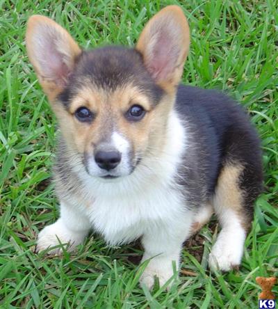 corgi puppies for sale in tn document moved corgi puppies for sale in tn document moved
