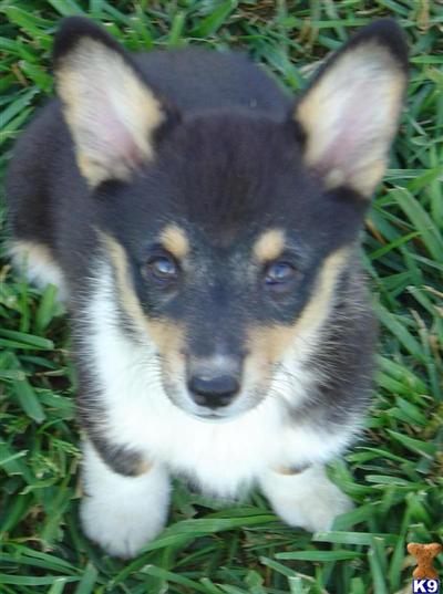 corgi puppies for sale in tn document moved corgi puppies for sale in tn document moved