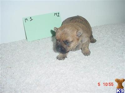 AKC Cairn Terrier Pup