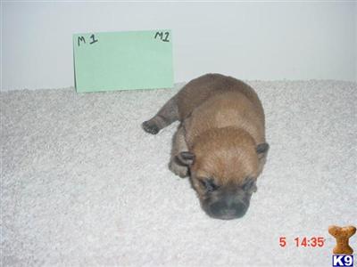 Norwich Terrier Male Pup