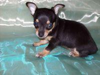 Black and Tan Male-DallasTx. Area