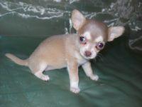 Blonde Female-Dallas TX Area