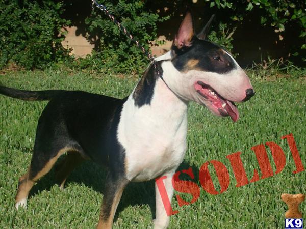 AKC Bull Terrier Male