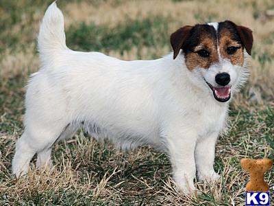 Shors Paxton of Dog Branch Farm