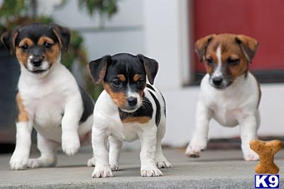 Short-legged Jack Russell Terrier Puppies 