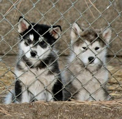 Aluk Alaskan Malamute Pups to select homes