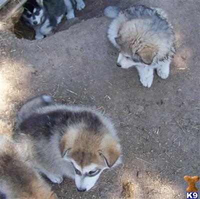 Aluk Alaskan Malamute Pups to select homes