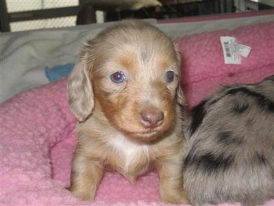DACHSHUND MINI LH EXOTIC FAWN ISABELLA DAPPLE FEMALE