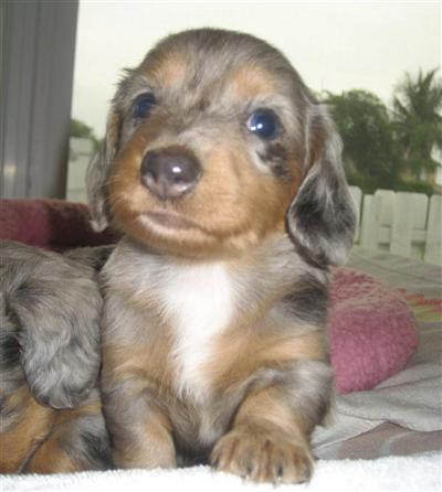 DACHSHUND MINI LH RARE BLUE SILVER DAPPLE MALE