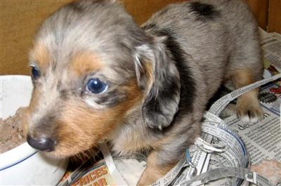 DACHSHUND MINI LH STUNNING SILVER DAPPLE MALE