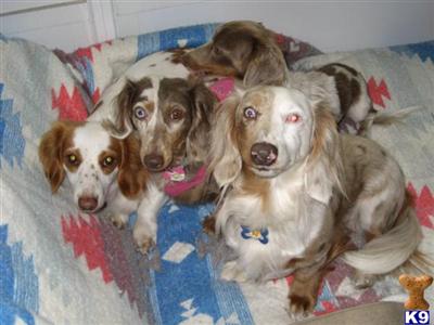 DACHSHUND MINI LH STUNNING SILVER DAPPLE MALE