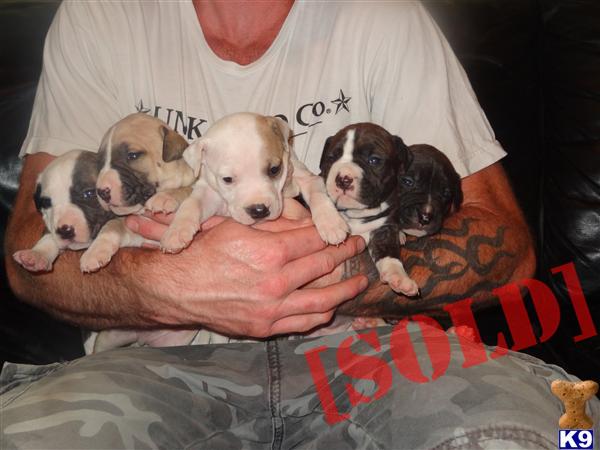 ADBA Reg American Pit Bull Pups