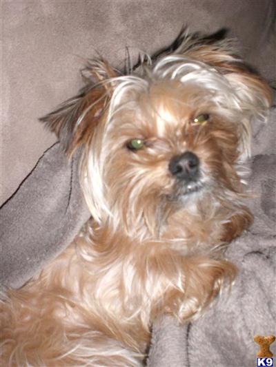Parker the Golden Yorkie