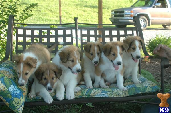 Akc Collie puppies