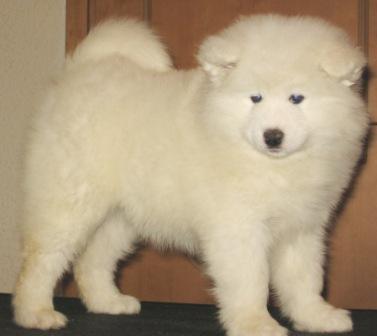 Samoyed puppy show quality