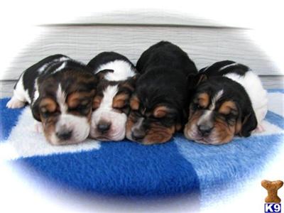 AKC EURO/USA Ch Basset Hounds