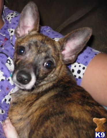 Woman Best Friend Chihuahua 
