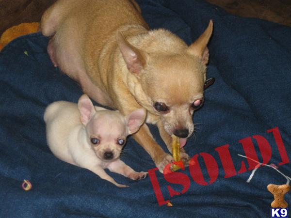 Spoiled Brats  AKC  Microchiped. 