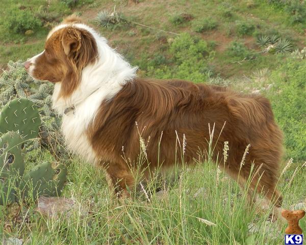 Austrailan Shepherd Pups For Sale