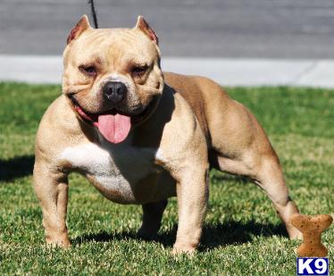 Direct P-NUTT Female Puppy for Sale