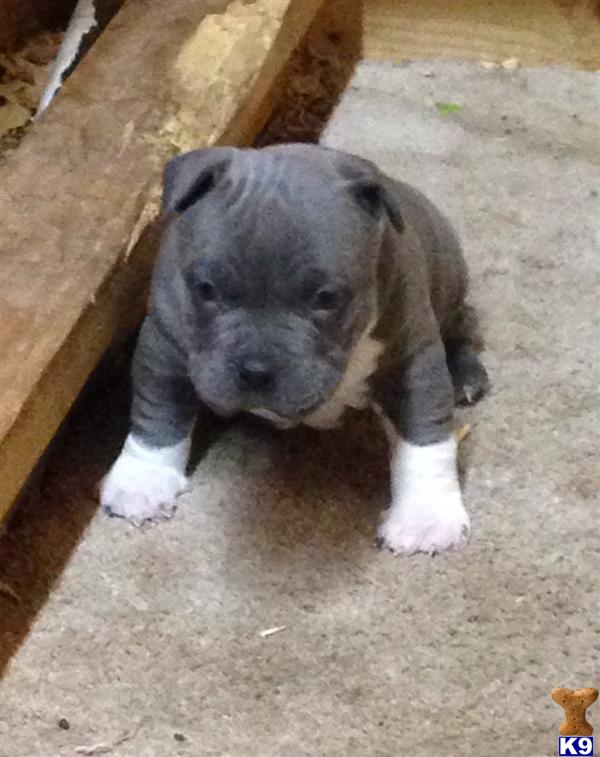 teacup pitbull puppies teacup pitbull puppies pictures to pin on pinsdaddy teacup pitbull puppies teacup pitbull puppies pictures to pin on pinsdaddy