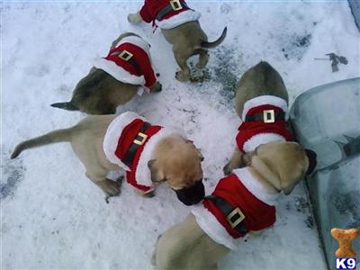 Old English Mastiff Puppies Ready to Go for 2010