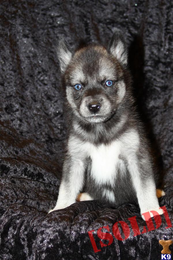 agouti husky puppies for sale document moved agouti husky puppies for sale document moved
