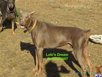 Lokis Dream