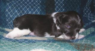 Akc/Ckc Miniature Toy Schanzuer puppys.