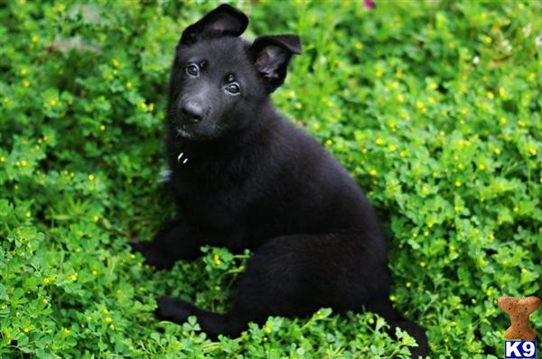 AKC. GERMAN SHEPERD PUPPIES