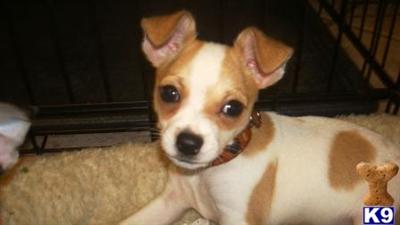 AKC Smooth Coat Male Chihuahua Oscar
