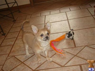 AKC Chihuahua Long Coat Male Murphy We ship.