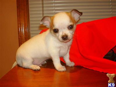 AKC Chihuahua Male puppy