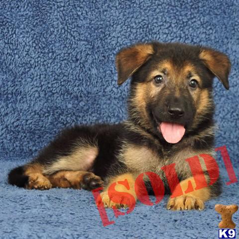 Ranger AKC CHAMPION SIRED - OFAS for Hips/Elbows/Cardiac/Patella/DM
