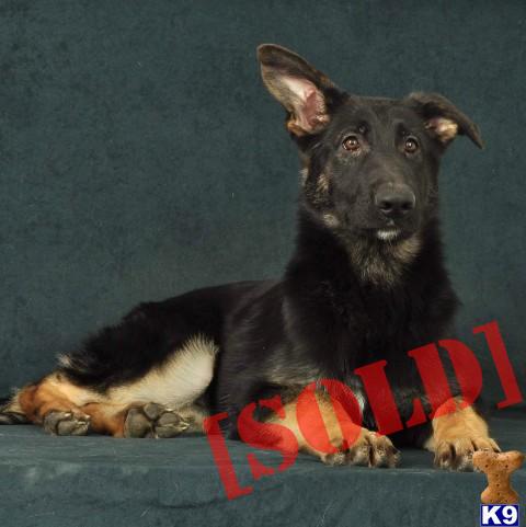 AKC West German Male German Shepherd - Hunter