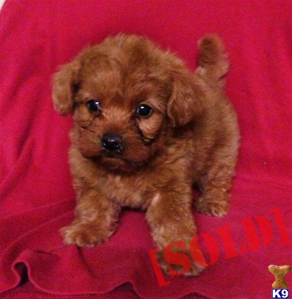 maltipoo puppies for sale in iowa maltipoo puppies for sale 2017 2018 best cars reviews maltipoo puppies for sale in iowa maltipoo puppies for sale 2017 2018 best cars reviews