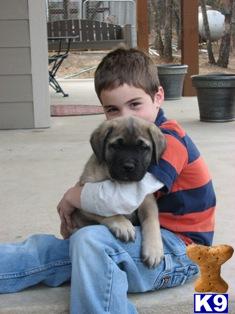 BIG As TX Mastiff Male