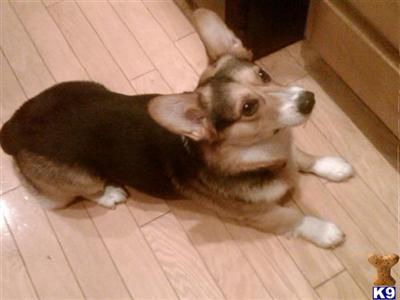 Samson