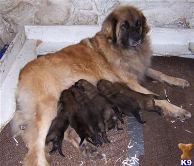Leonberger Puppies For Sale